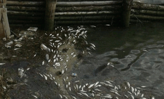 Emergenza alghe: avvistati banchi di pesci morti in tutta la laguna